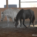 Ronja & Alea 2008