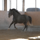 Ronja & Alea 2008