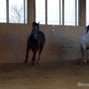 Ronja & Alea 2008