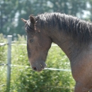 Maestoso Alea
