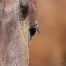 Maestoso Alea