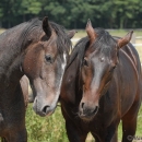 Maestoso Alea