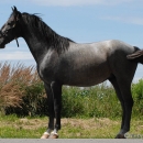 Maestoso Alea