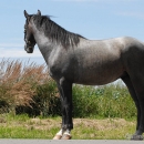 Maestoso Alea
