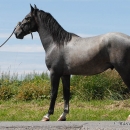 Maestoso Alea