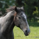 Maestoso Alea