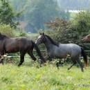 Maestoso Alea