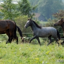 Maestoso Alea