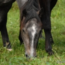 Maestoso Alea