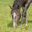 Maestoso Alea