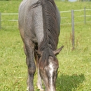 Maestoso Alea