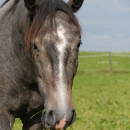 Maestoso Alea