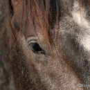 Maestoso Alea