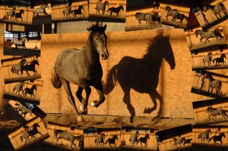 Maestoso Alea 2009