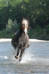Maestoso Alea 2009