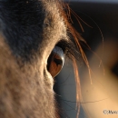 Maestoso Alea 2009