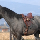 Maestoso Alea 2009