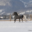 Maestoso Alea 2009