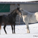 Maestoso Alea 2009