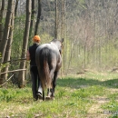Maestoso Alea 2009