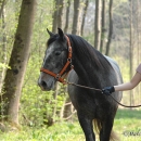 Maestoso Alea 2009