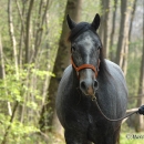 Maestoso Alea 2009