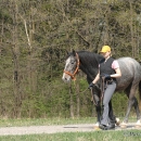Maestoso Alea 2009