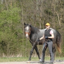 Maestoso Alea 2009