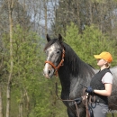 Maestoso Alea 2009
