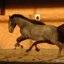 Maestoso Alea 2009