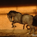 Maestoso Alea 2009
