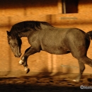 Maestoso Alea 2009