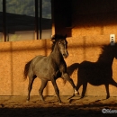 Maestoso Alea 2009