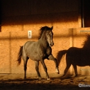 Maestoso Alea 2009