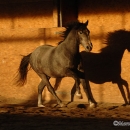 Maestoso Alea 2009