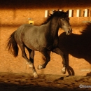 Maestoso Alea 2009