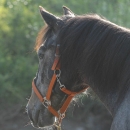 Maestoso Alea 2009