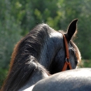 Maestoso Alea 2009