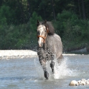Maestoso Alea 2009