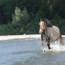 Maestoso Alea 2009