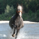 Maestoso Alea 2009
