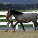 Maestoso Alea