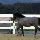 Maestoso Alea