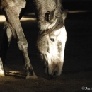 Maestoso Alea und Ronja