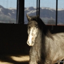 Maestoso Alea und Ronja