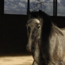 Maestoso Alea und Ronja
