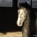 Maestoso Alea und Ronja