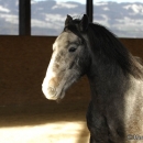 Maestoso Alea und Ronja