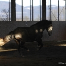 Maestoso Alea und Ronja