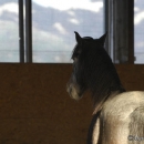 Maestoso Alea und Ronja